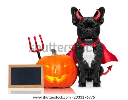 halloween devil french bulldog dog beside a pumpkin, scared and frightened, with blank empty blackboard or placard, isolated on white background