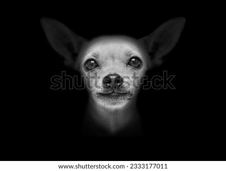 chihuahua dog isolated on black dark background looking at you frontal, isolated