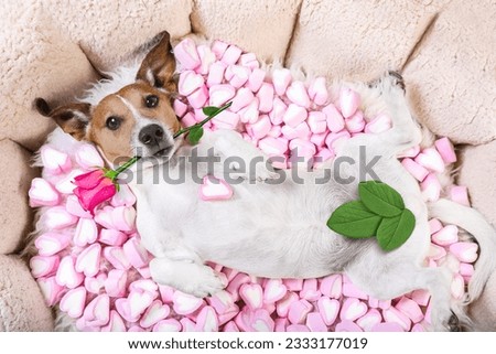 Jack russell dog looking and staring at you ,while lying on bed with valentines rose in mouth, in love, marshmallows as a background