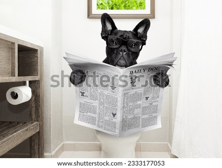 french bulldog dog , sitting on a toilet seat with digestion problems or constipation reading the gossip magazine or newspaper