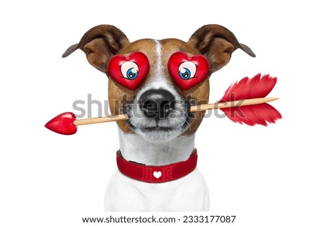 jack russell terrier emoticon or emoji dog funny silly and crazy in love with heart on eyes ,arrow in mouth, isolated on white background, for valentines day
