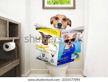 jack russell terrier, sitting on a toilet seat with digestion problems or constipation reading the gossip magazine or newspaper