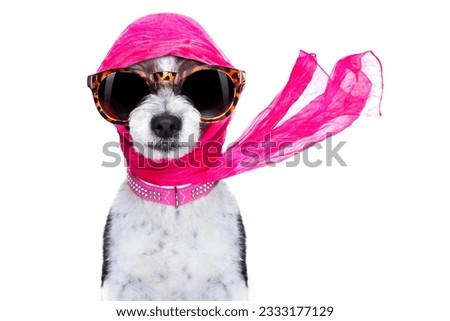 chic fashionable diva luxury cool dog with funny sunglasses, scarf and necklace, isolated on white background
