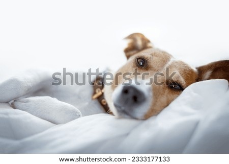 jack russell terrier dog under the blanket or sheets in bed , having a siesta and relaxing