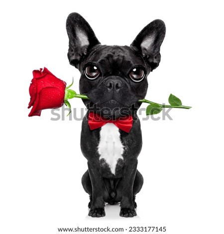 valentines french bulldog dog in love holding a rose with mouth , isolated on white background