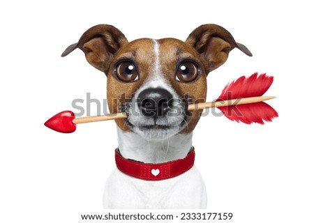 valentines french bulldog dog in love holding arrow with mouth , isolated on white background