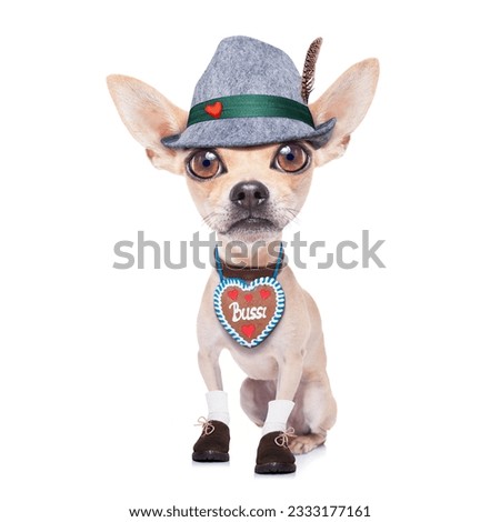 bavarian german chihuahua dog with gingerbread and hat, isolated on white background , ready for the beer celebration festival in munich
