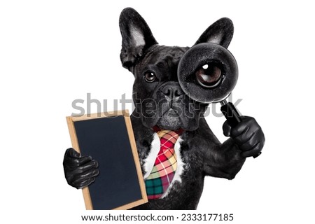 french bulldog dog searching and finding as a spy with magnifying glass , isolated on white background, holding banner placard blackboard