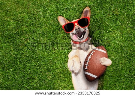 soccer chihuahua dog holding a rugby ball and laughing out loud with red sunglasses outdoors on meadow grass at the field
