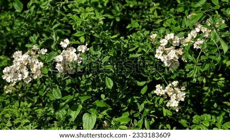 Foliage and flowers of Rosa multiflora or Rosa polyantha, in the garden. Royalty-Free Stock Photo #2333183609