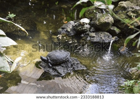 Turtle in a garden surrounded with stones. Background or wallpaper