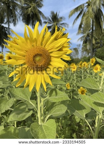 This is the picture of the sunflower which I have taken when I was on a road trip in Thailand with my family.