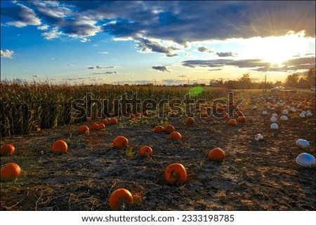 Roadside pumpkin sale at sunset - Ontario, Canada