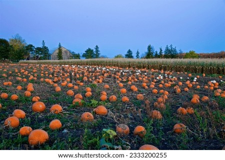 Pumpkins in the pumpkin patch after sunset
