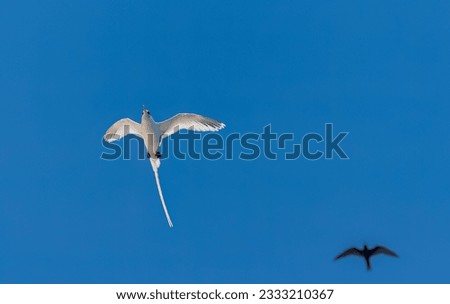 White-tailed Tropicbird, Phaethon lepturus ascensionis, Ascension Island in the south atlantic ocean. Royalty-Free Stock Photo #2333210367