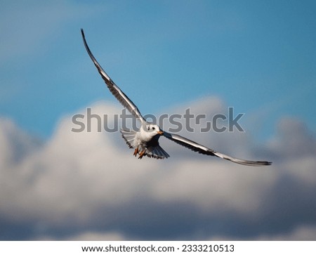 Seagull flying in the sky