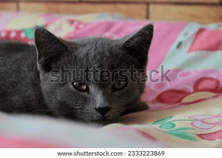 Pet gray kitten lies on a pink blanket