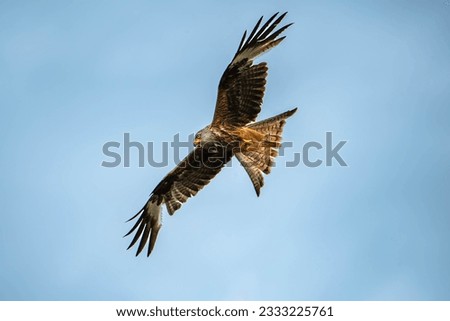 beautiful red kite during the hunt
