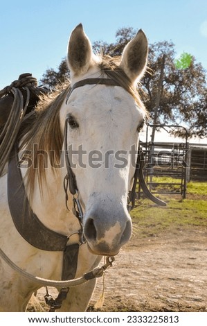Portrait of a beautiful dun or buckskin quarter horse in his western tack