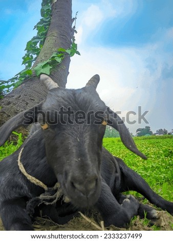 In this picture I have shown a black goat, the goat's color is black, it is sitting on the ground beside the river with a magical look, the sky, the river, and some surrounding scenes...