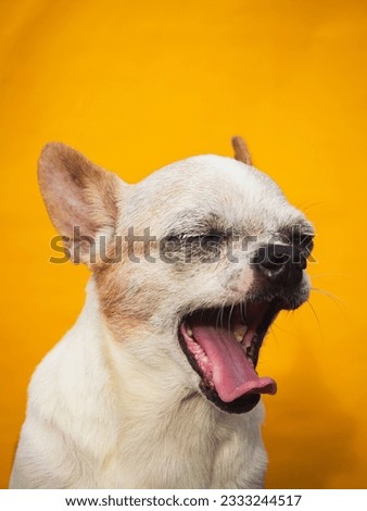 Portrait of old white chihuahua dog yawning on orange background.
