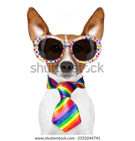 crazy funny gay dog proud of human rights , with rainbow flag and sunglasses, isolated on white background