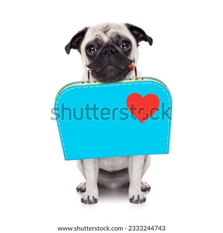 pug dog abandoned and left all alone on the road or street, with luggage bag , begging to come home to owners, isolated on white background