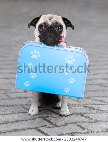 pug dog abandoned and left all alone on the road or street, with luggage bag , begging to come home to owners