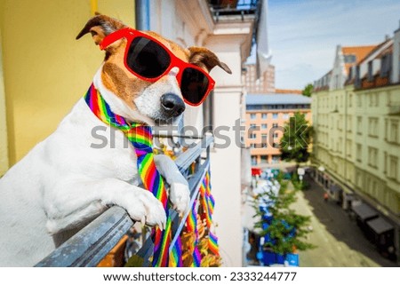 crazy funny gay dog proud of human rights ,sitting and waiting, with rainbow flag , isolated on white background