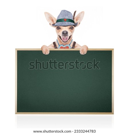 bavarian german chihuahua dog with gingerbread and hat, with blackboard or placard banner , isolated on white background , ready for the beer celebration festival in munich
