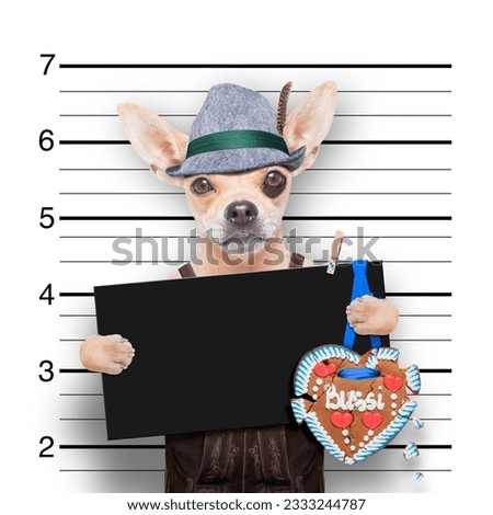 bavarian german chihuahua dog with gingerbread and hat, mugshot at police station