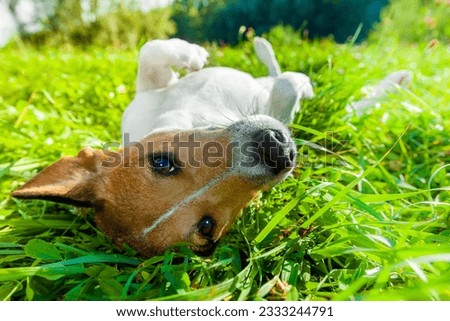 jack russell dog relaxing and resting on grass meadow at the park outdoors and outside on summer vacation holidays
