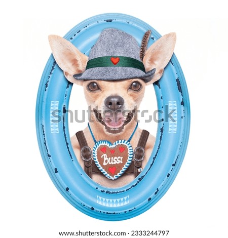 bavarian german chihuahua dog with gingerbread and hat, isolated on white background , ready for the beer celebration festival in munich, inside a frame on the wall