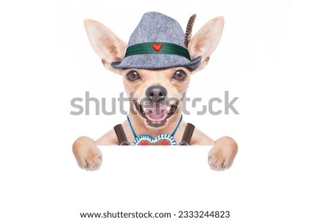 bavarian german chihuahua dog with gingerbread and hat, with blackboard or placard banner , isolated on white background , ready for the beer celebration festival in munich