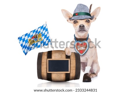 bavarian german chihuahua dog with gingerbread and hat, behind barrel, isolated on white background , ready for the beer celebration festival in munich