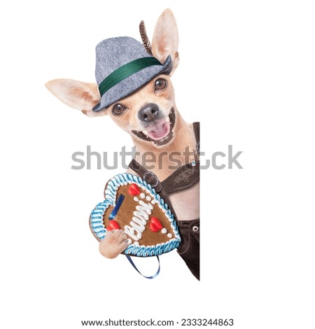 bavarian german chihuahua dog with gingerbread and hat, isolated on white background , ready for the beer celebration festival in munich
