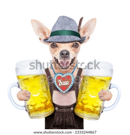 bavarian german chihuahua dog with gingerbread and beer mug, isolated on white background , ready for the beer celebration festival in munich