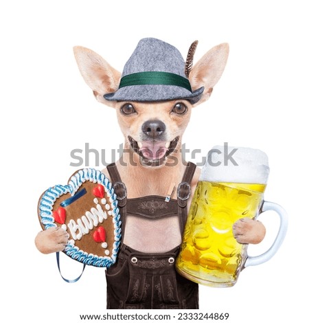 bavarian german chihuahua dog with gingergread and beer mug, isolated on white background , ready for the beer celebration festival in munich