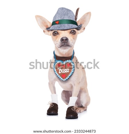 bavarian german chihuahua dog with gingergread and hat, isolated on white background , ready for the beer celebration festival in munich