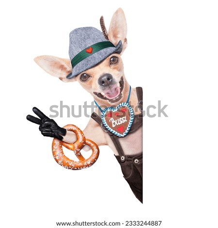 bavarian german chihuahua dog with gingerbread and pretzel, isolated on white background , ready for the beer celebration festival in munich