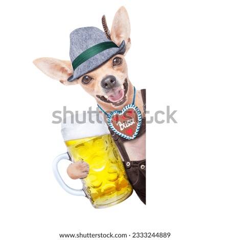 bavarian german chihuahua dog with gingerbread and beer mug, isolated on white background , ready for the beer celebration festival in munich