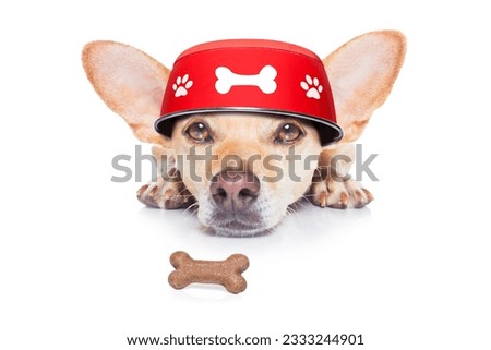 hungry chihuahua dog with food bowl on the floor ground, isolated on white background