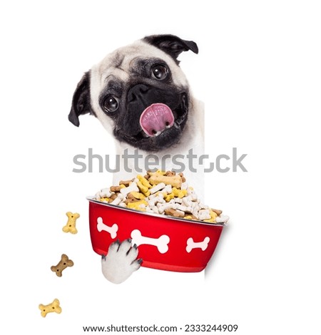 hungry pug dog holding food bowl and licking with tongue, isolated on white background