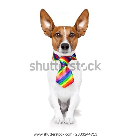 crazy funny gay dog proud of human rights ,sitting and waiting, with rainbow flag , isolated on white background