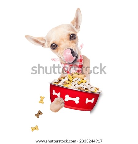 hungry chihuahua dog holding food bowl and licking with tongue, isolated on white background
