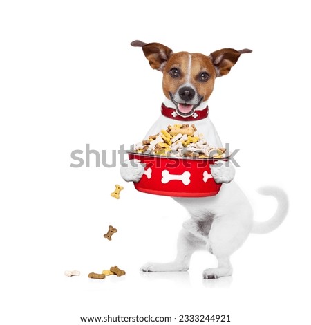 hungry jack russell dog holding food bowl and licking with tongue, isolated on white background