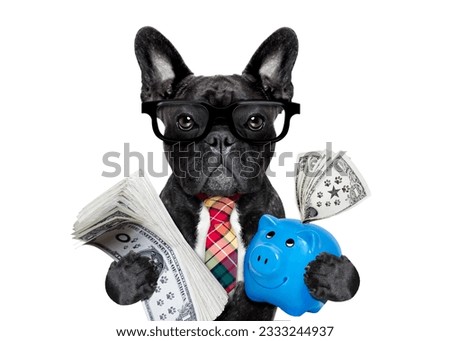 boss accountant rich french bulldog saving dollars and money with piggy bank or moneybox , with glasses and tie , isolated on white background