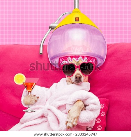 chihuahua dog relaxing and lying, in spa wellness center ,wearing a bathrobe and funny sunglasses with hair dryer or drying hood drinking a cocktail