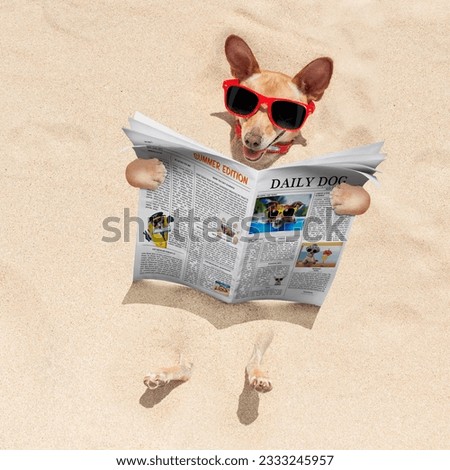 chihuahua dog buried in the sand at the beach on summer vacation holidays , wearing red sunglasses, reading a newspaper or magazine