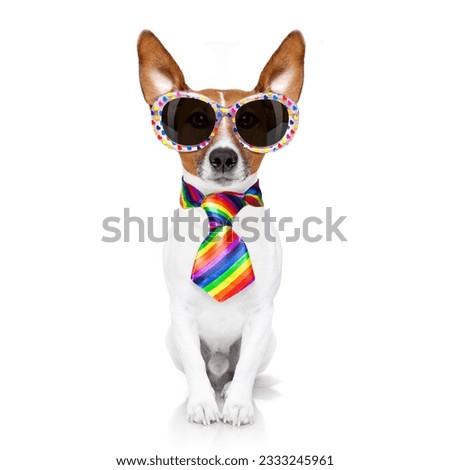 crazy funny gay dog proud of human rights ,sitting and waiting, with rainbow flag and sunglasses, isolated on white background
